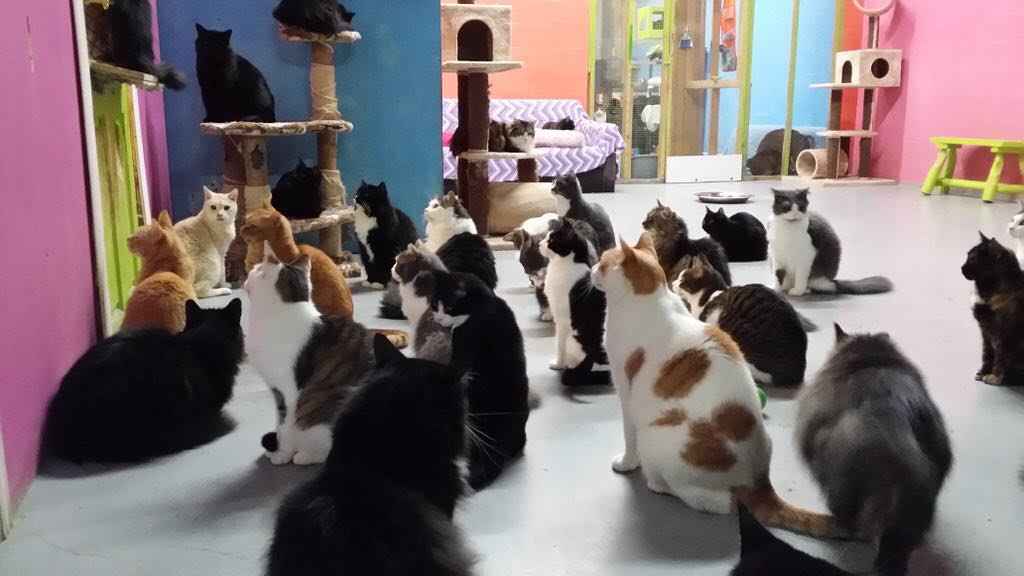 Image Title My Image